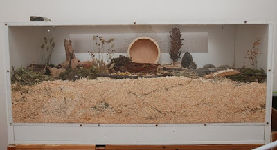 Exemplo de alojamento ideal focado na "Necessidade de Escavar", com uma camada de forração com mais de 20cm de profundidade para túneis.