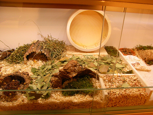 Terrário com forração ideal natural, mostrando uma mistura de álamo, feno, folhas e tocas para enriquecimento ambiental de roedores.