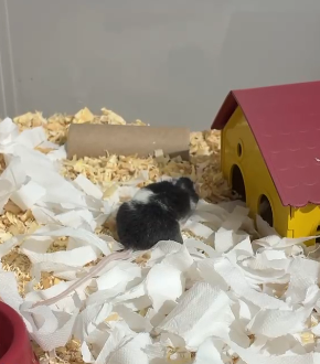 Afonso em seu terrário, já na consulta demonstrando a fragilidade do sistema respiratório de camundongos